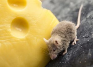 Уничтожение мышей и крыс фирма